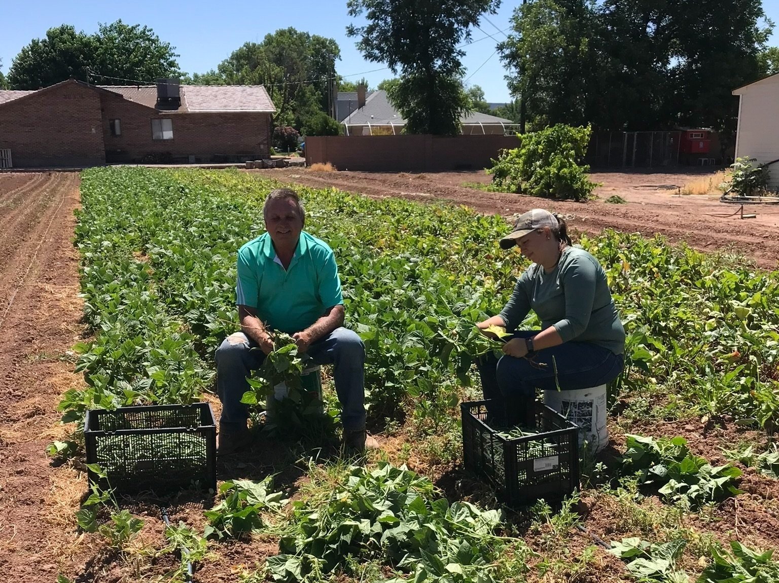 Two farmers working in a green bean field, one man and one woman, are harvesting beans while seated on buckets amidst rows of lush plants under a clear blue sky. Black crates are positioned nearby for collecting the harvested produce.