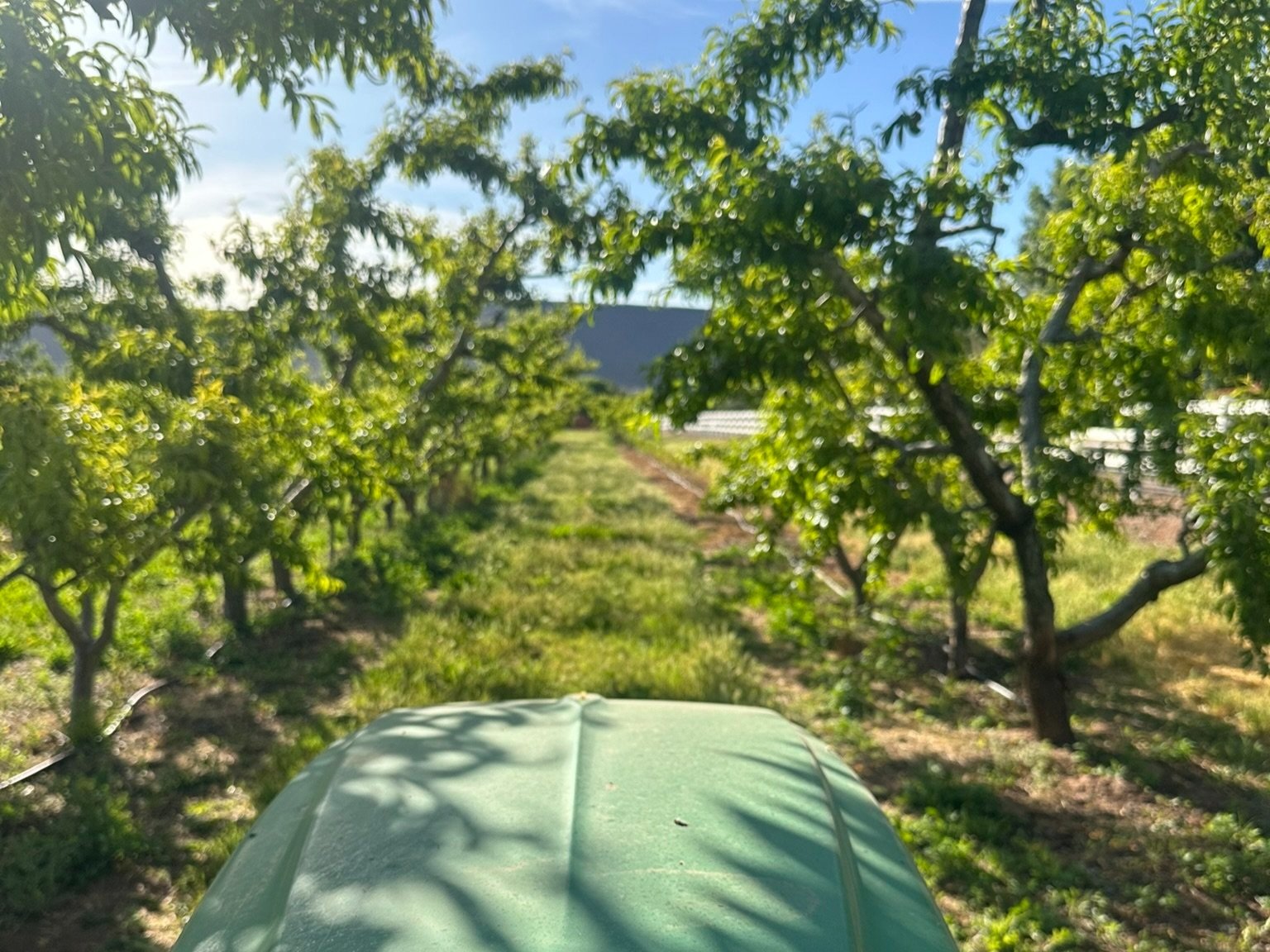 View from a tractor in a lush orchard, showcasing rows of green trees and a clear blue sky, highlighting agricultural practices and the beauty of farming landscapes.